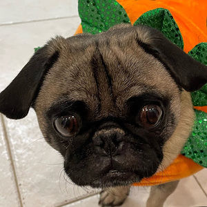 Meet your Posher, Tracey